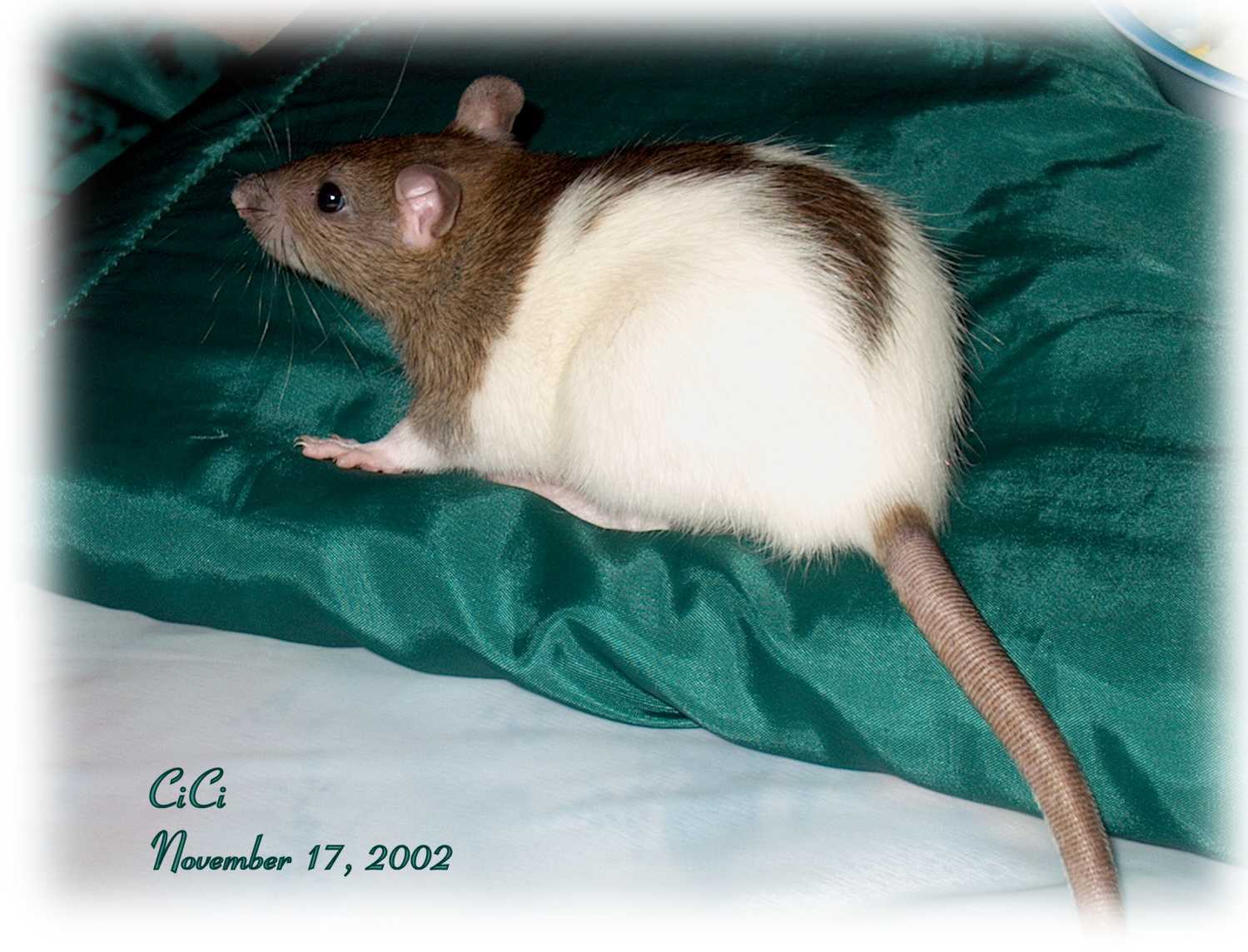 CiCi the day after she arrived
