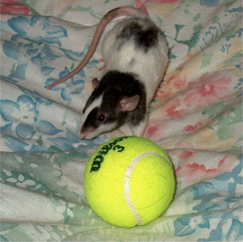 Cordy with a tennis ball