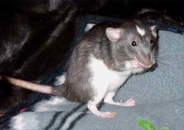 Cailean
