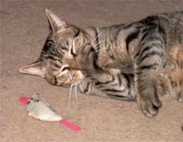 Loves his catnip mouse