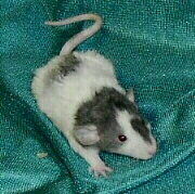 Cordy