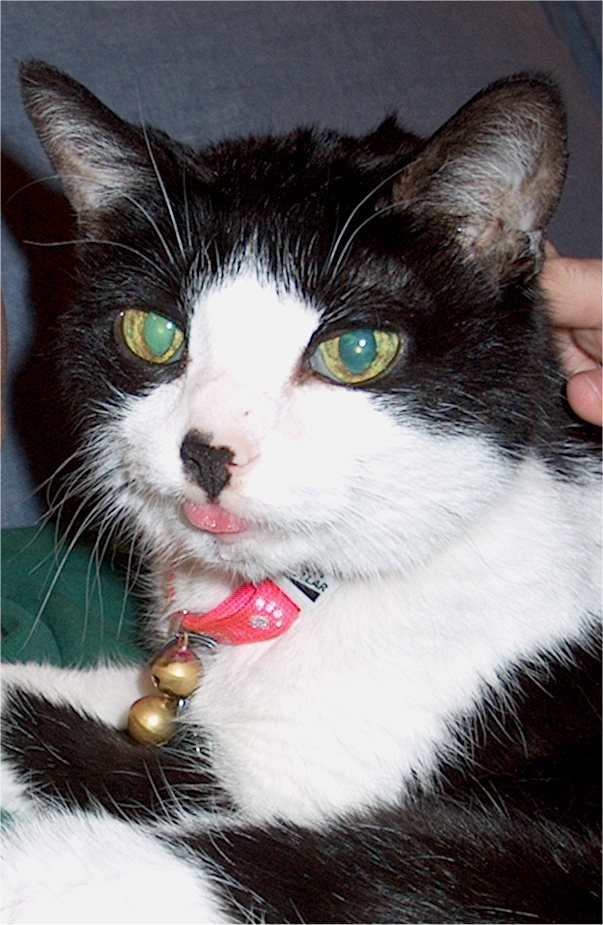 Daffodil's tongue