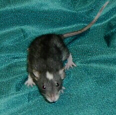 Cailean