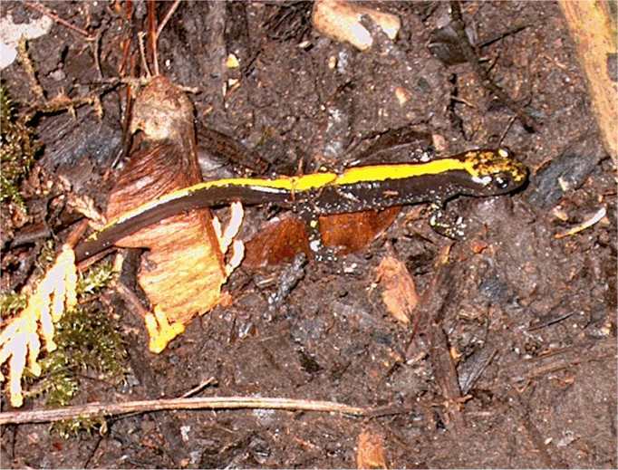 Long-Toed Salamander